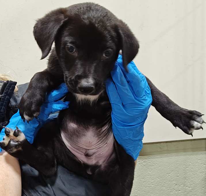 Photo of IEPA-Stray-18489_2_3