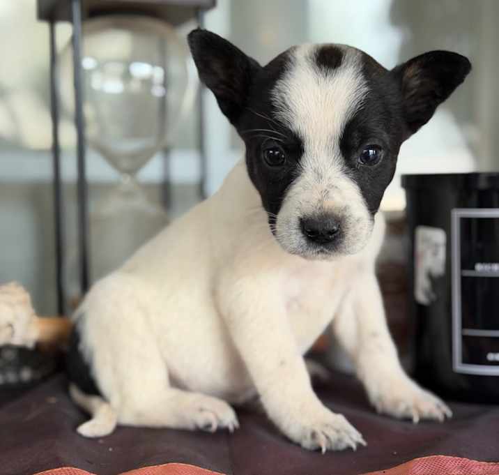 Photo of Heeler _2_3