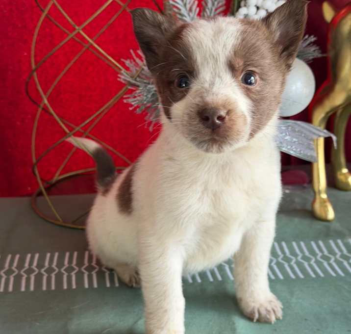 Photo of Heeler _2_3_4_5