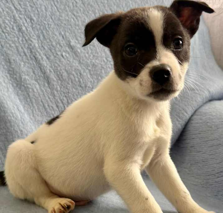 Photo of NY Prairie Avail Jan 10 (Tractor Supply Patterson)