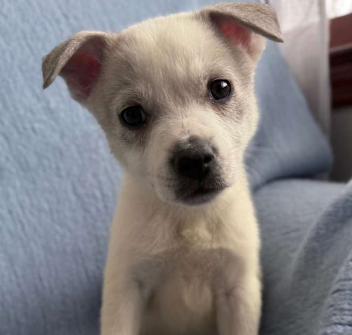 Photo of NY Perry Avail Jan 10 (Tractor Supply Patterson)