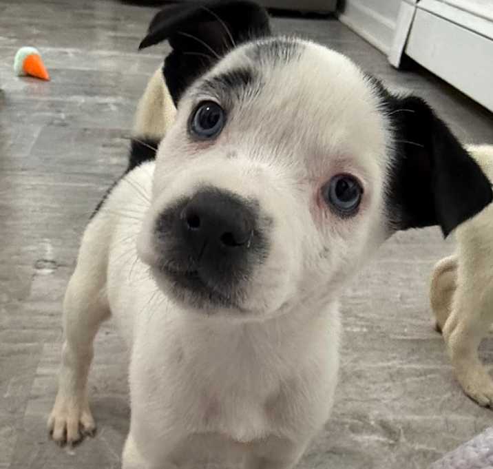 Photo of NY Paisley Avail Jan 10 (Tractor Supply Patterson)