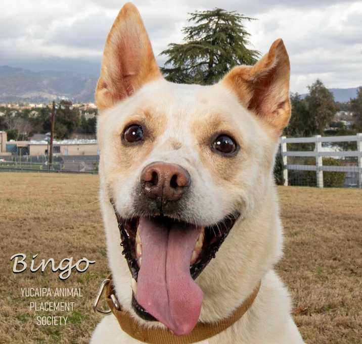 Photo of Bingo