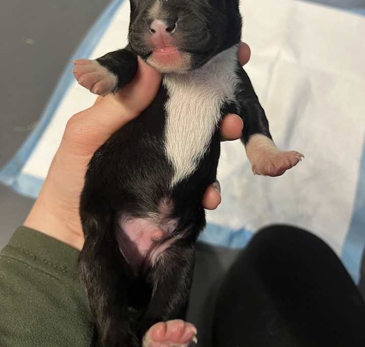 Photo of BookTok Fantasy Litter - Pax - Located in NC