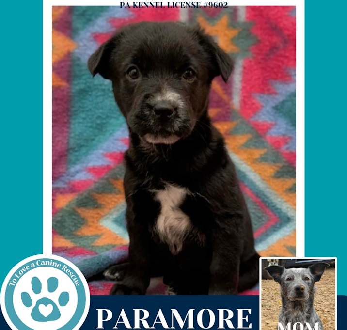 Photo of Paramore (Ellie May's Warped Tour Setlist)