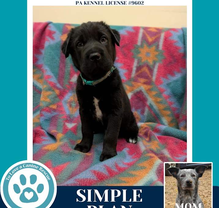 Photo of Simple Plan (Ellie May's Warped Tour Setlist)