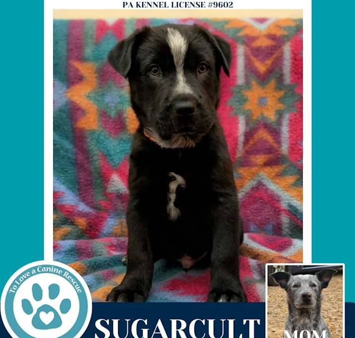 Photo of Sugarcult (Ellie May's Warped Tour Setlist)