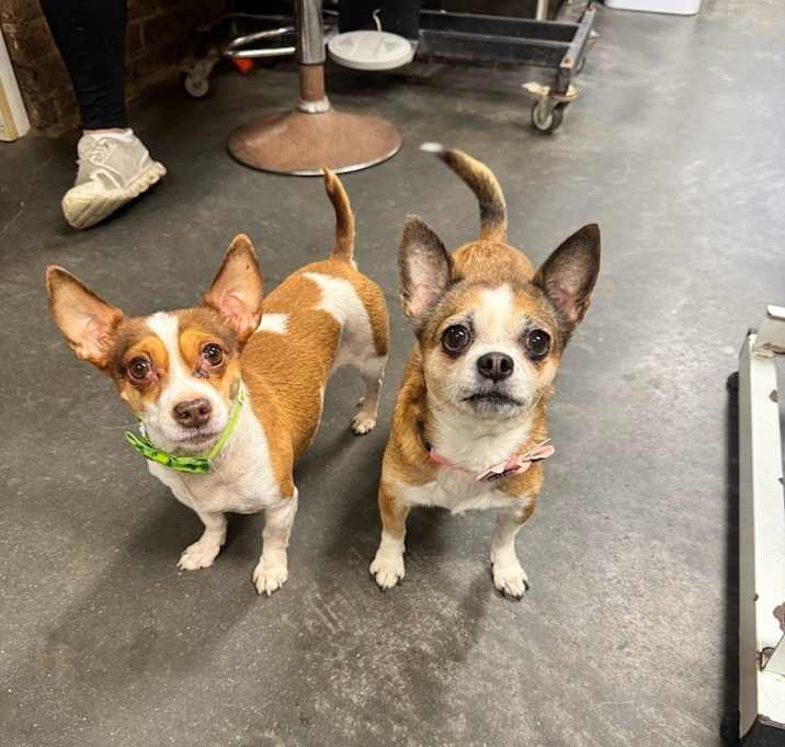 Photo of Rambo & Nonna