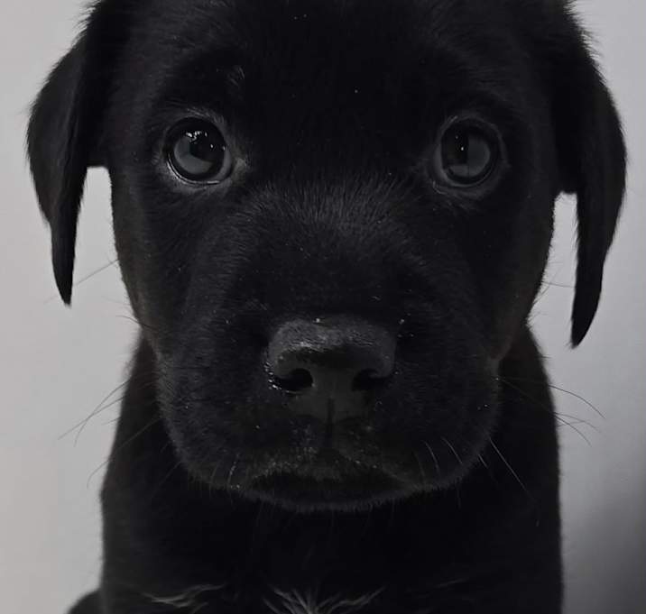 Photo of Usha *foster needed*