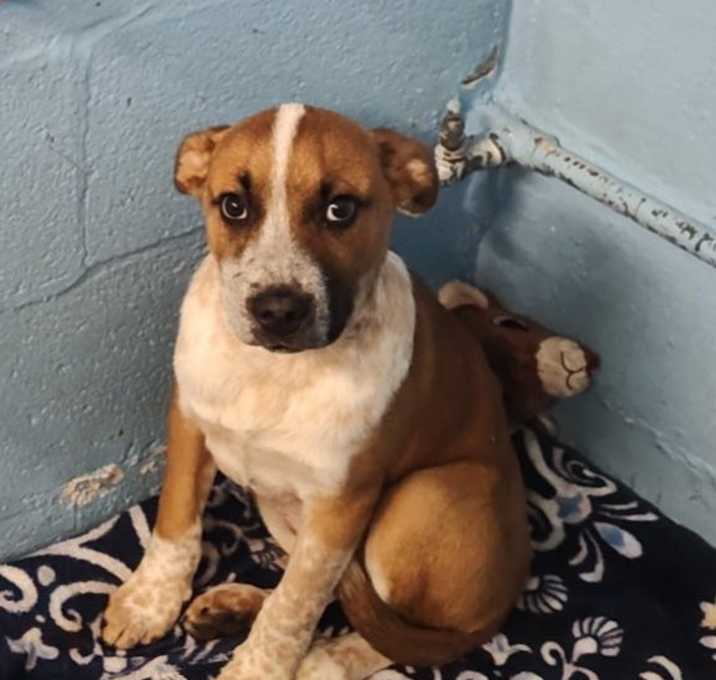 Photo of TNGC-Stray-1024