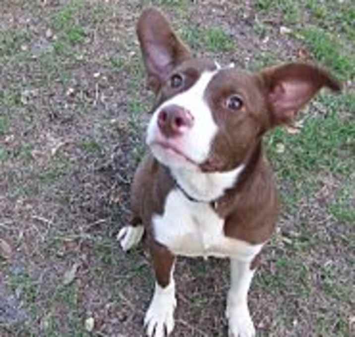 Photo of Kora