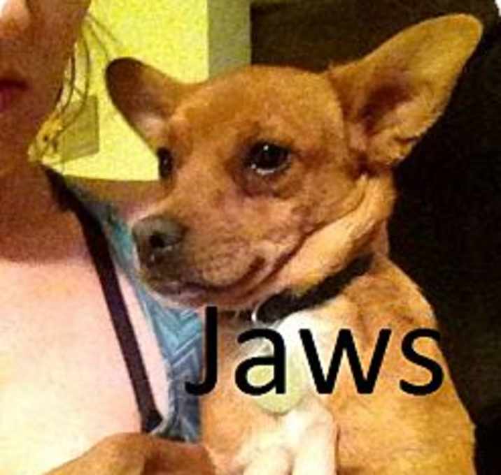 Photo of Toby