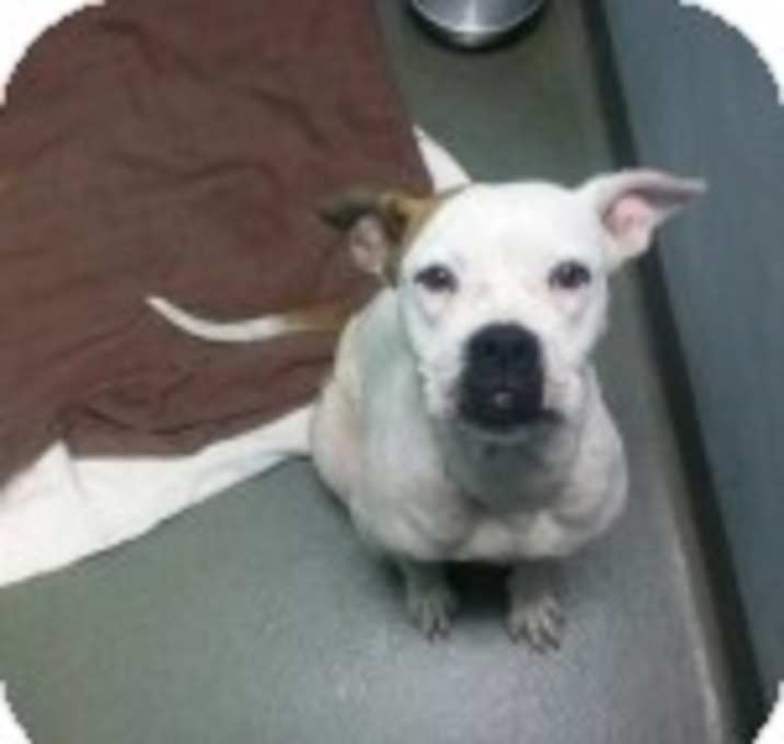 Photo of Stella