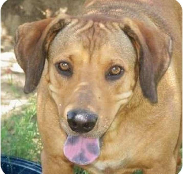 Photo of Ruby