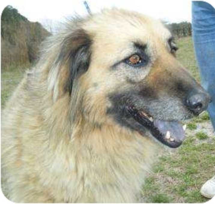 Photo of shelly