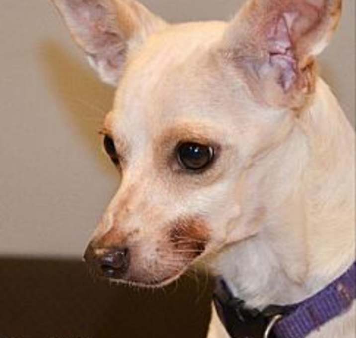 Photo of Doobie