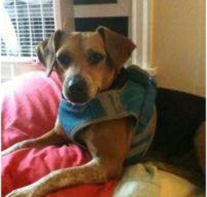 Photo of Violet