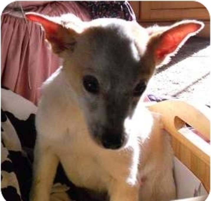 Photo of Bolt ($150)