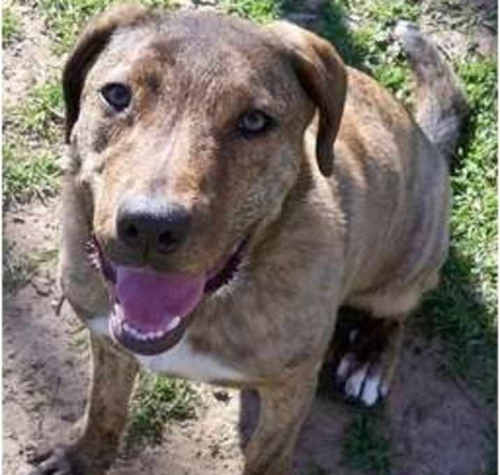 Photo of Buddy