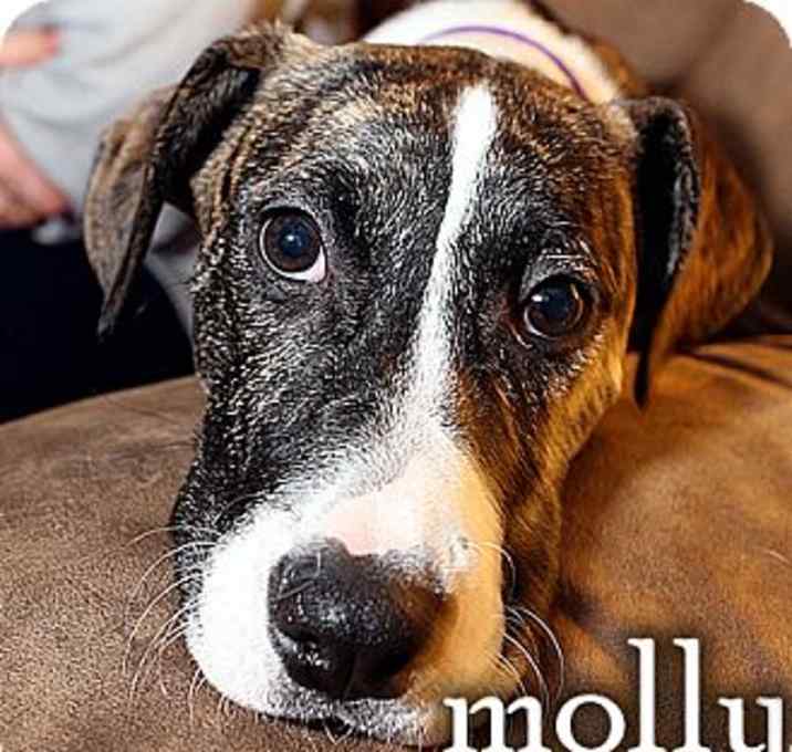 Photo of molly