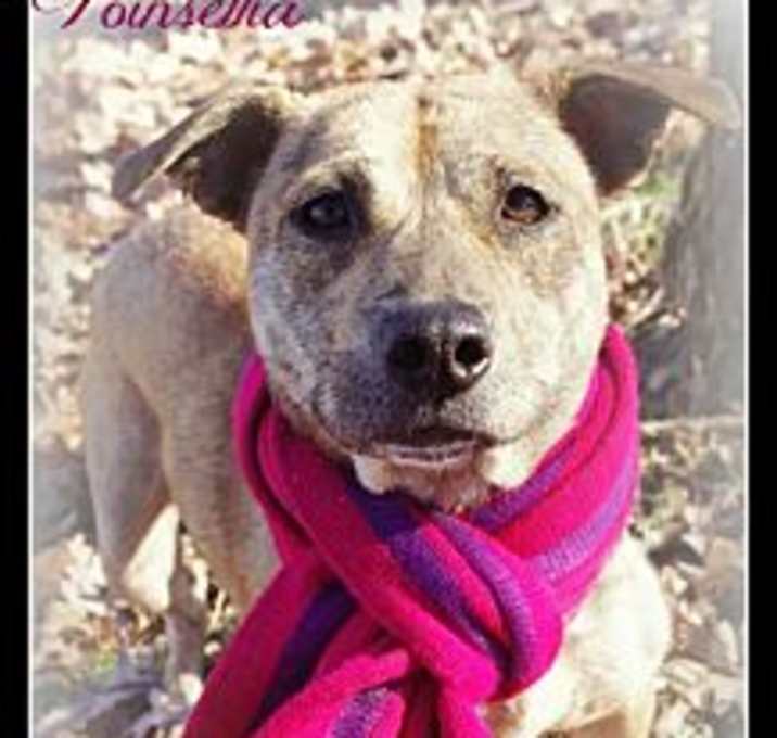 Photo of POINSETTA // 12 (SPONSORED)