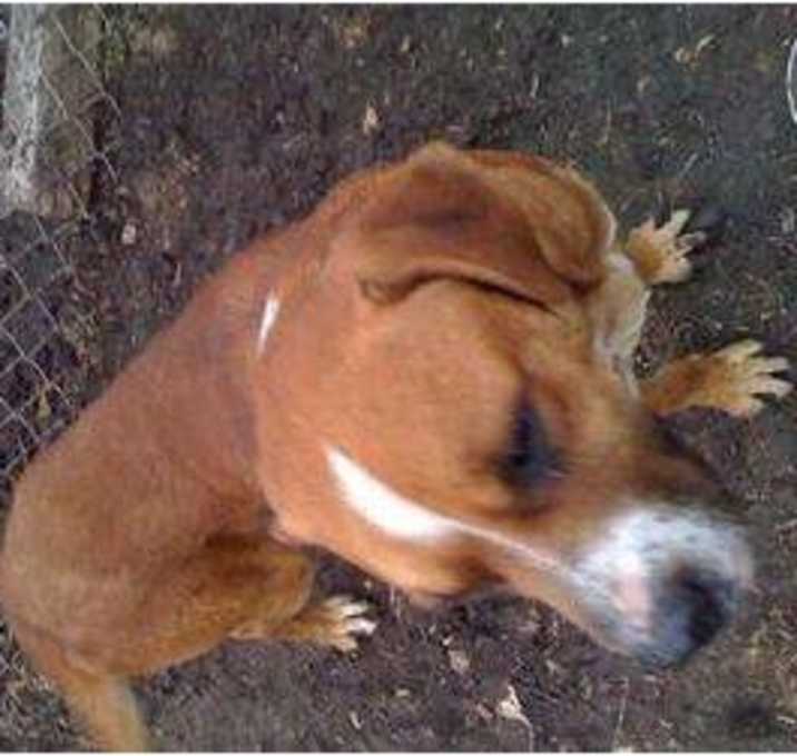 Photo of Buck