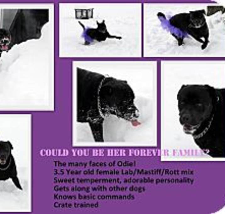Photo of Obie