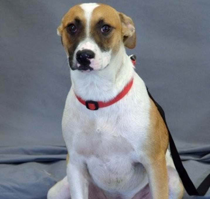 Photo of Bandit