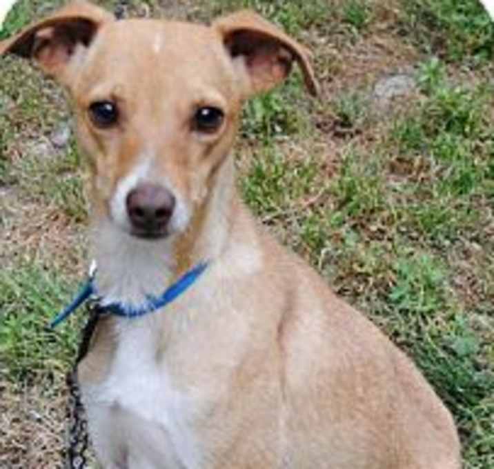 Photo of Tinker