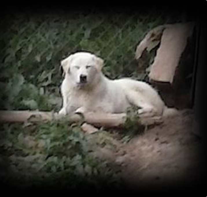 Photo of Little Bear