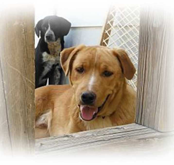 Photo of Buddy FOSTER NEED