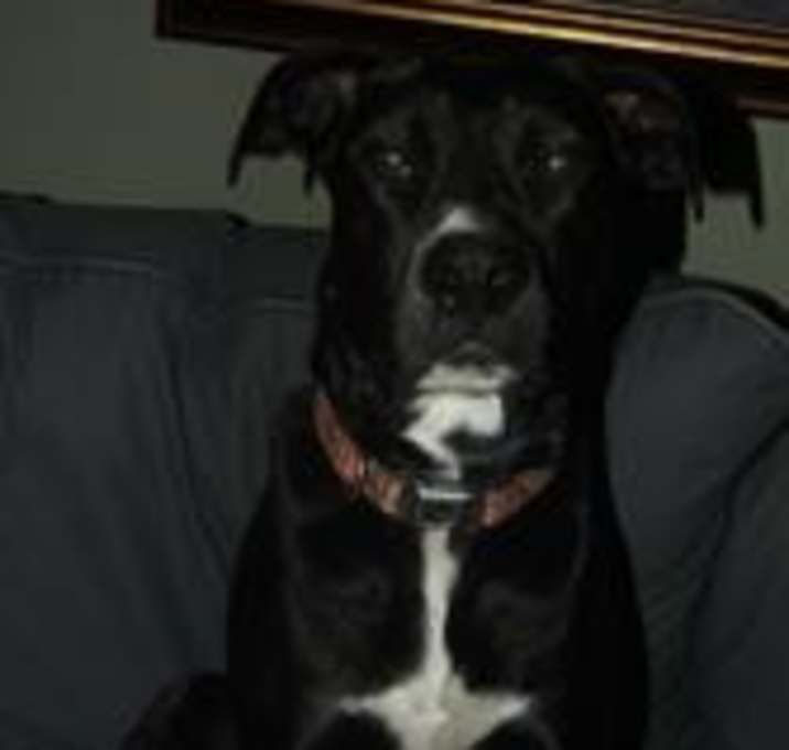 Photo of Olive