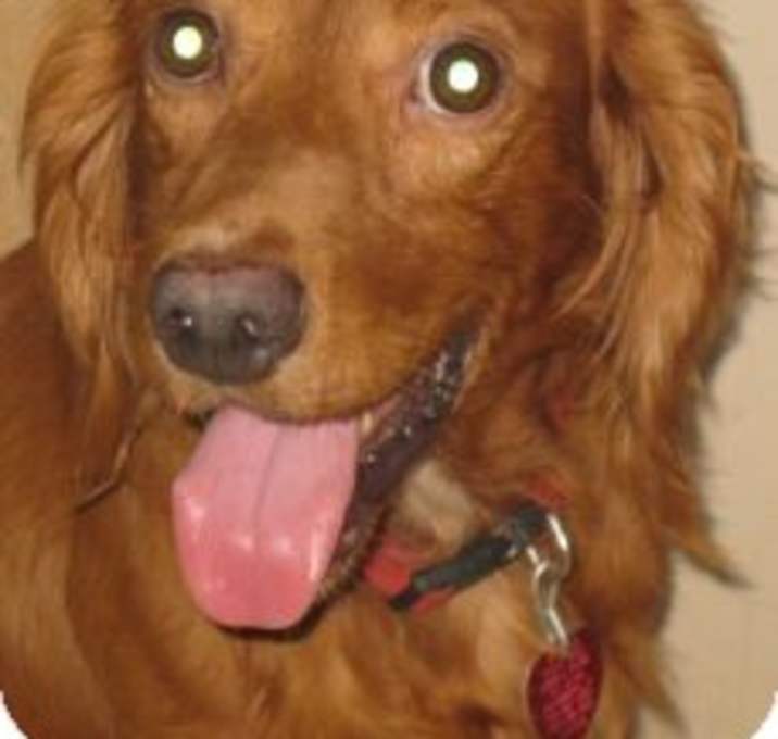 Photo of Loyal
