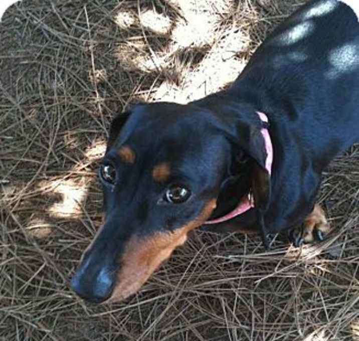 Photo of Shadow