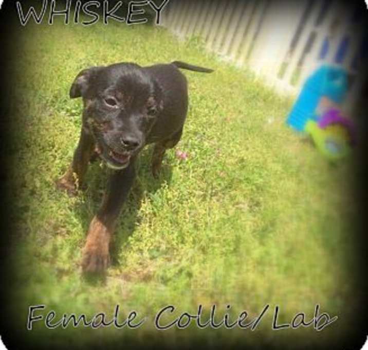 Photo of Whiskey