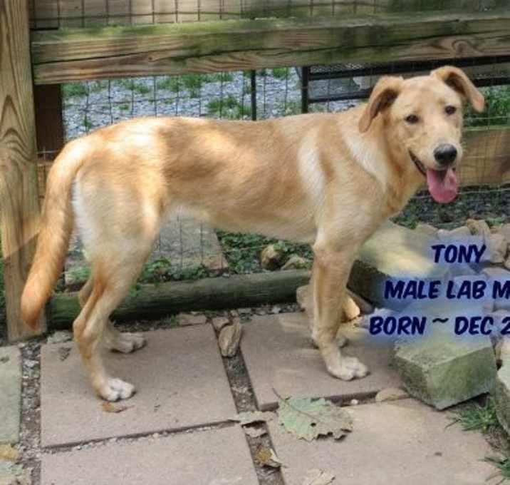 Photo of Tony
