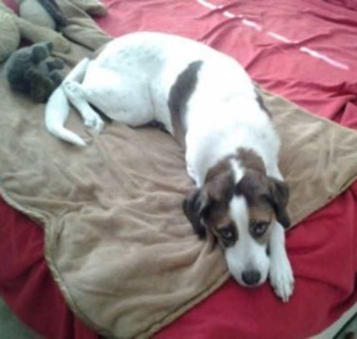 Photo of Bella