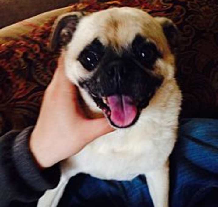 Photo of Pugsley