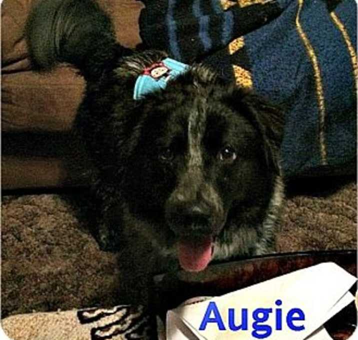 Photo of Augie