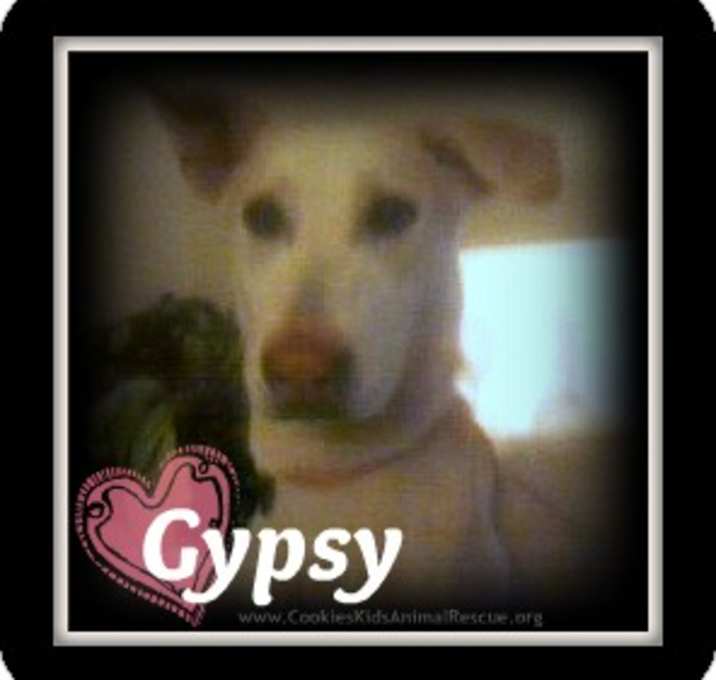Photo of Gypsy