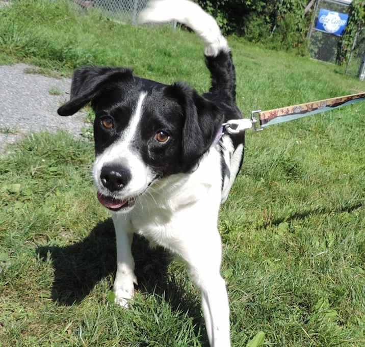 Photo of Oreo