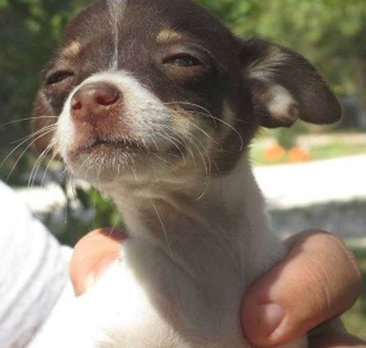 Photo of Trixie