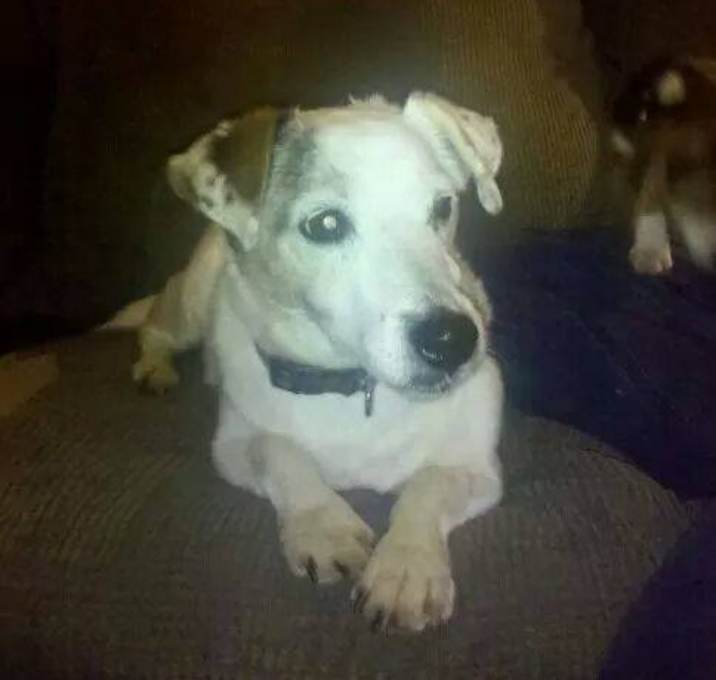 Photo of Gypsy