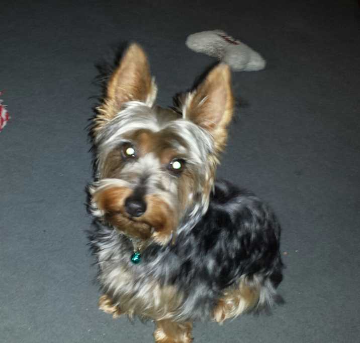Photo of Buddy