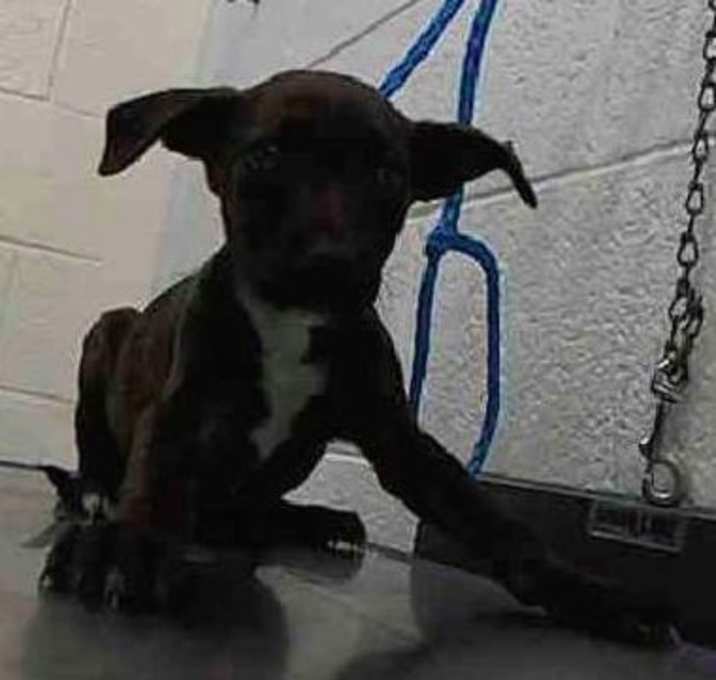 Photo of Stitch
