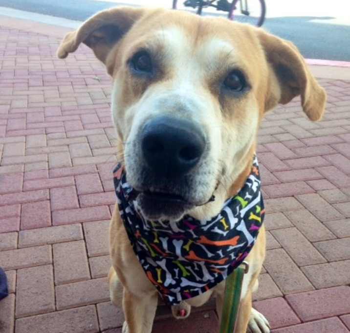 Photo of Dane ~ 5 yrs old