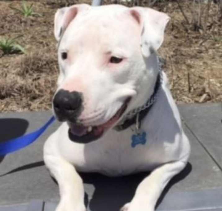 Photo of Ernie - SO LOVABLE