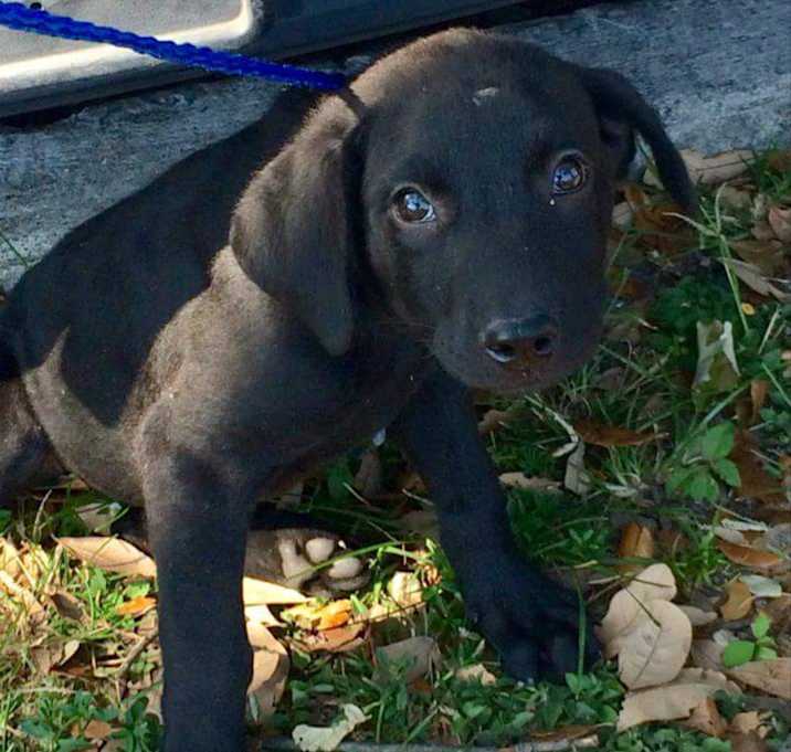 Photo of Rosie