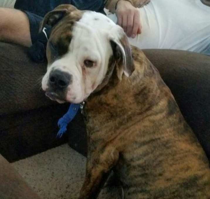 Photo of Rambo the Sweetheart