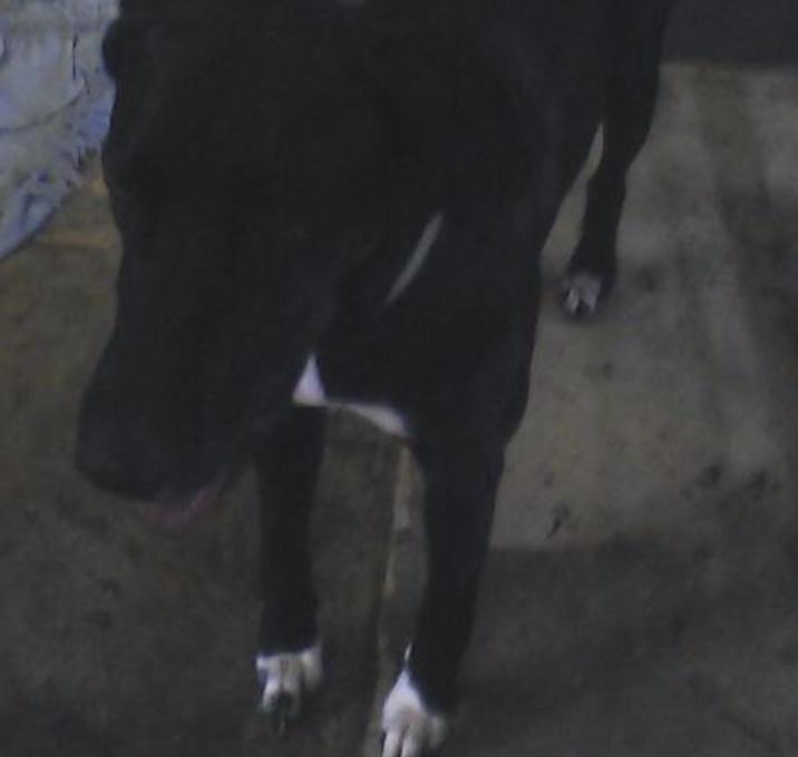 Photo of Duke